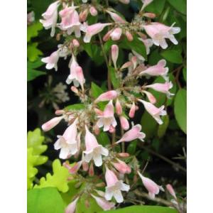 コルクウィッチア　アマビリス（ショウキウツギ）