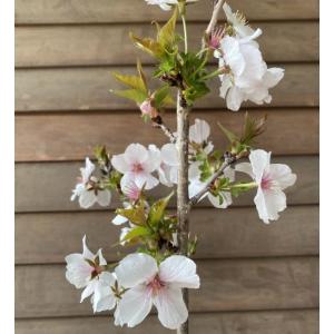 椿 ツバキの苗木 加茂本阿弥 かもほんなみ : 植物・園芸専門店 花育