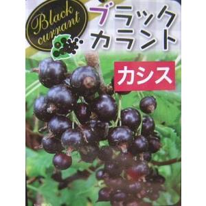 黒真珠レンブ苗 取木苗 : りゅうか商事 - 通販 - Yahoo!ショッピング