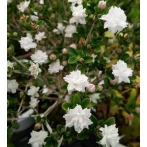 ハクチョウゲ　（白丁花）　白花八重咲き　　