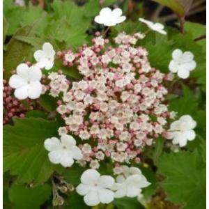 サルスベリ 極姫サルスベリ（百日紅）チカソウ : 日本花卉ガーデン