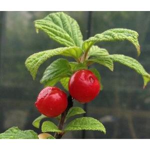 果樹苗 ホワイトサポテ ルーク 1株 : 花と緑 国華園 - 通販 - Yahoo