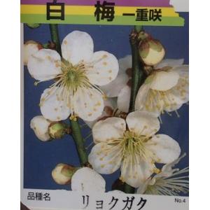 花梅　苗木　梅の木　梅の花　一重緑萼：ヒトエリョクガク(花梅） ハナウメ 苗木 苗