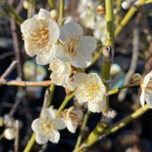 花梅 苗木 梅の木 梅の花 一重緑萼:ヒトエリ...の詳細画像2