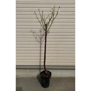 花梅 苗木 梅の木 梅の花 一重緑萼:ヒトエリ...の詳細画像3