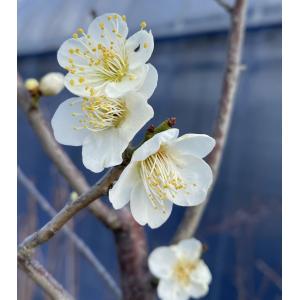 花梅 苗木 梅の木 梅の花 一重緑萼:ヒトエリ...の詳細画像4