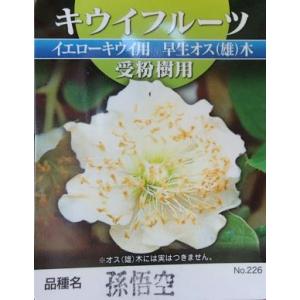キウイフルーツ 白雪姫 （メス） 4.5号(13.5cm) ポット苗 果樹苗木