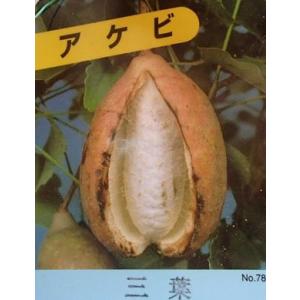 あけび 三つ葉アケビ 5号ポット苗 爆買いweek : 苗木部 花ひろば