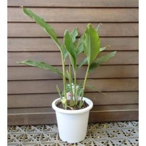 黄斑月桃 5寸スクエア鉢植え （キフゲットウ） 苗 苗木 : 日本花卉