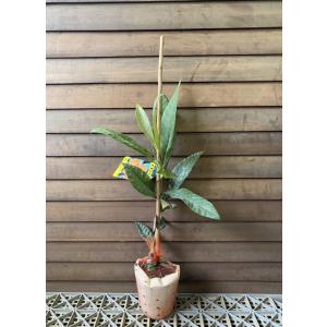 枇杷、ビワ（クィーン長崎）：果樹苗 : 日本花卉ガーデンセンターYahoo