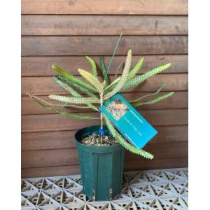 バンクシア エリシフォーリア（ヒースバンクシア） 5寸鉢植え : 日本