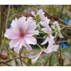 　十月桜：ジュウガツザクラ（桜） 苗木 さくら 苗 サクラ