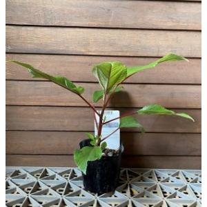 ラウアエ（オキナワウラボシ）3寸ポット植え 苗 苗木 : 日本花卉