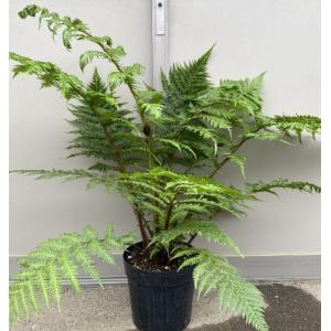 ヒカゲヘゴ ポット苗（鉢植えの場合もあります） : 日本花卉ガーデン
