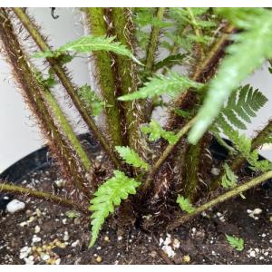 ヘゴ クーペリー 8号鉢植え 大株 ヘゴの木(...の詳細画像1