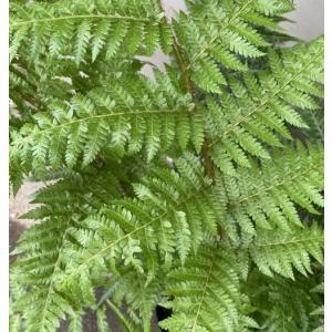 ヘゴ クーペリー 8号鉢植え 大株 ヘゴの木(...の詳細画像2