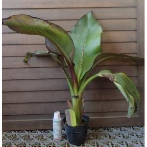斑入屋久島オナガカエデ 脇坂錦 6寸鉢植え : 日本花卉ガーデン