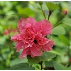 ハイビスカス 八重咲きの商品一覧 通販 Yahoo ショッピング