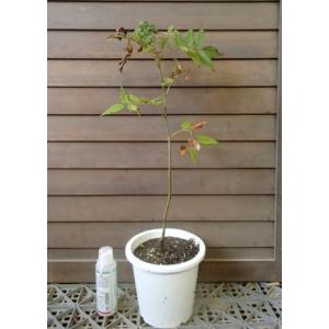 【5寸鉢植え】ナナカマド　樹高40〜60センチ程度