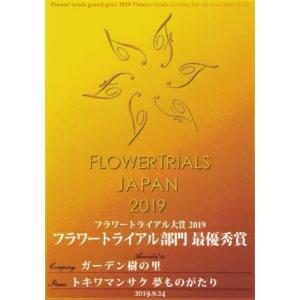 トキワマンサク 夢ものがたり 3寸ポット苗 フ...の詳細画像3
