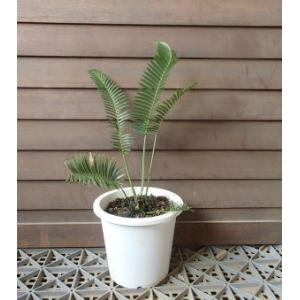 ユッカ ロストラータ ブルーベルベット （5寸鉢植え） : 日本花卉