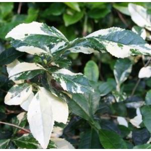 日本花卉ガーデンセンターyahoo 店 お茶の木の苗木 花木 庭木 Yahoo ショッピング