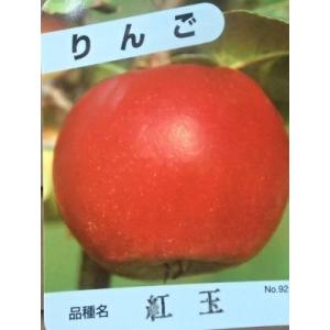 ◇送料無料◇ なつめ 苗木 【日本ナツメ】 1年生苗 （ニーム小袋付き