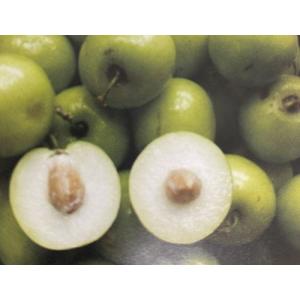 インドナツメ（印度棗）《果樹苗》5寸鉢植え 苗 苗木 夏目 爆買 : 日本