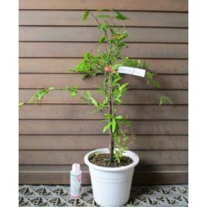 超巨大棗 新疆棗王 （ナツメ） 4寸ロングポット植え ：果樹苗 : 日本