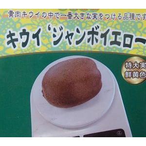 キウイフルーツ 白雪姫 （メス） 4.5号(13.5cm) ポット苗 果樹苗木