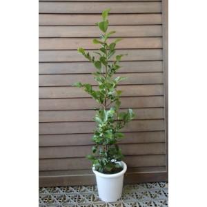 本榊（ホンサカキ）の苗（高さ30-40cm前後） : 植物・園芸専門店 花育