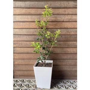 ティ・リーフ（ティーリーフ）斑入り葉 8寸ポット植え ＊同梱不可商品