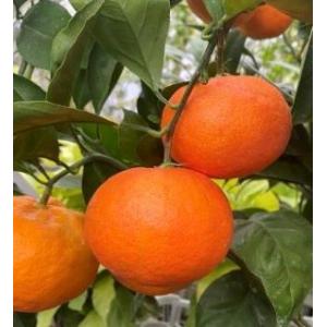 とげなしせとか（みかん）：果樹苗 (トゲ無しせとか） PVP商品
