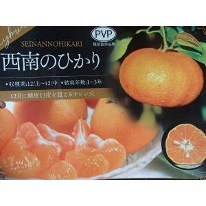 西南のひかり（みかん、オレンジ）：果樹苗　PVP商品（種苗法登録品種）｜nihonkaki