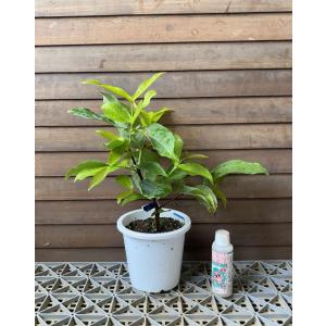 オオフトモモ(桃レンブ)桃実(5寸鉢植え):熱...の詳細画像1