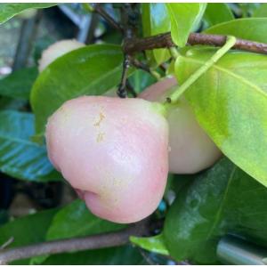 オオフトモモ(桃レンブ)桃実(5寸鉢植え):熱...の詳細画像2