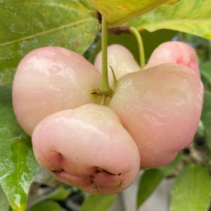 オオフトモモ(桃レンブ)桃実(5寸鉢植え):熱...の詳細画像3