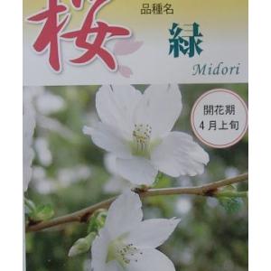 桜の木　桜の苗木　桜の花　緑桜　みどり桜　（桜） 苗木 さくら 苗 サクラ　緑桜