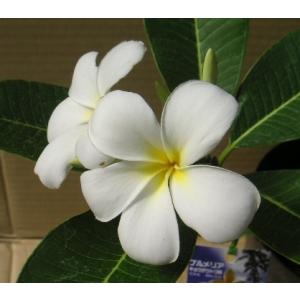 開花中プルメリア シンガポールホワイト 樹高約120cm 10号鉢入り 開花中プルメリア シンガポールホワイト 樹高約120cm 10号鉢入り 開花