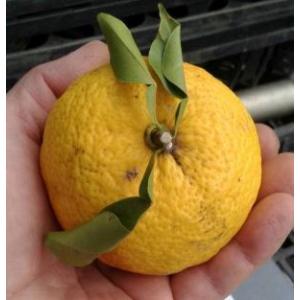 大実ユズ　≪寿≫　（本柚子、大実柚子）：果樹苗　柑橘苗　苗木　接木　苗　みかん　ゆず