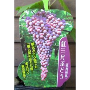 種無しぶどう BKシードレス 1年生挿木苗木 登録品種・品種登録 予約