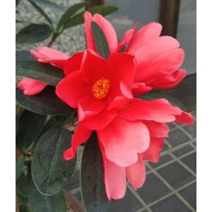 四季咲き花木 花 ガーデニング の商品一覧 通販 Yahoo ショッピング