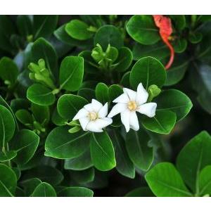 ウズアジサイ（オタフク） 5寸ポット植え ：紫陽花 渦紫陽花 : 日本