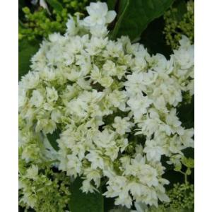 アジサイ 『 アナベル 』 白 10.5cmポット苗 : 花と緑の専門店 土っ子