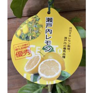レモン大苗木 ビアフランカ】 5年生接木苗 大苗 レモン ※納期指定:発送予定2026