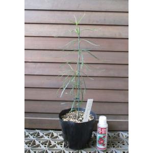 現品 大株 バンクシア グランディス 6寸鉢植え (banksia grandis