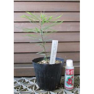 ヒースバンクシア　エリシフォリア　5.5号鉢 ヒースバンクシア エリシフォリア 5.5号鉢 観葉植物 鉢花 苗