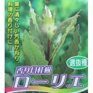 香り月桂樹　ローリエ　（6寸鉢植え）　選抜種　樹高40〜60センチ程度