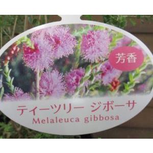 メラレウカ　ティーツリー  ジボーサ　5寸鉢植え｜nihonkaki