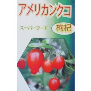 ITANSE スターフルーツの苗 果樹の苗木 13.5cmポット 1個売り 果樹